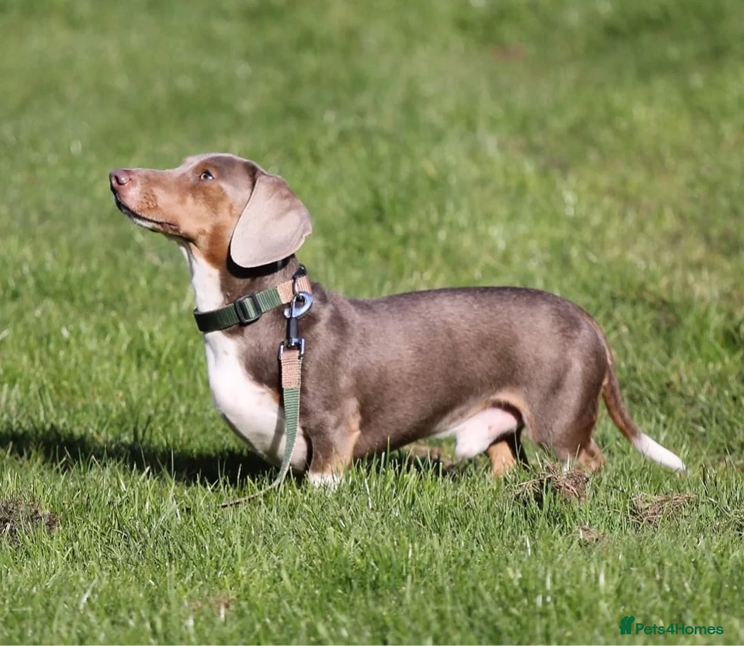 Dachshund dogs for stud: “LOS ANGELES” QUALITY MINIATURE DACHSHUND STUD in Pontyclun - Advert 2