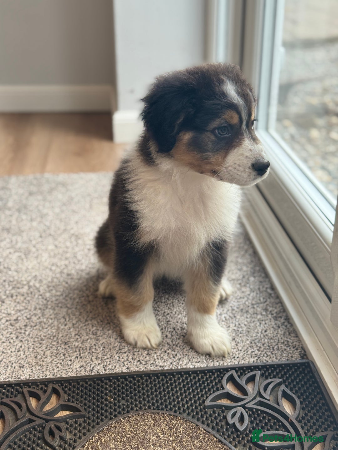 Australian Shepherd dogs for sale: 2 KC registered Australian Shepards remaining! - Image 14