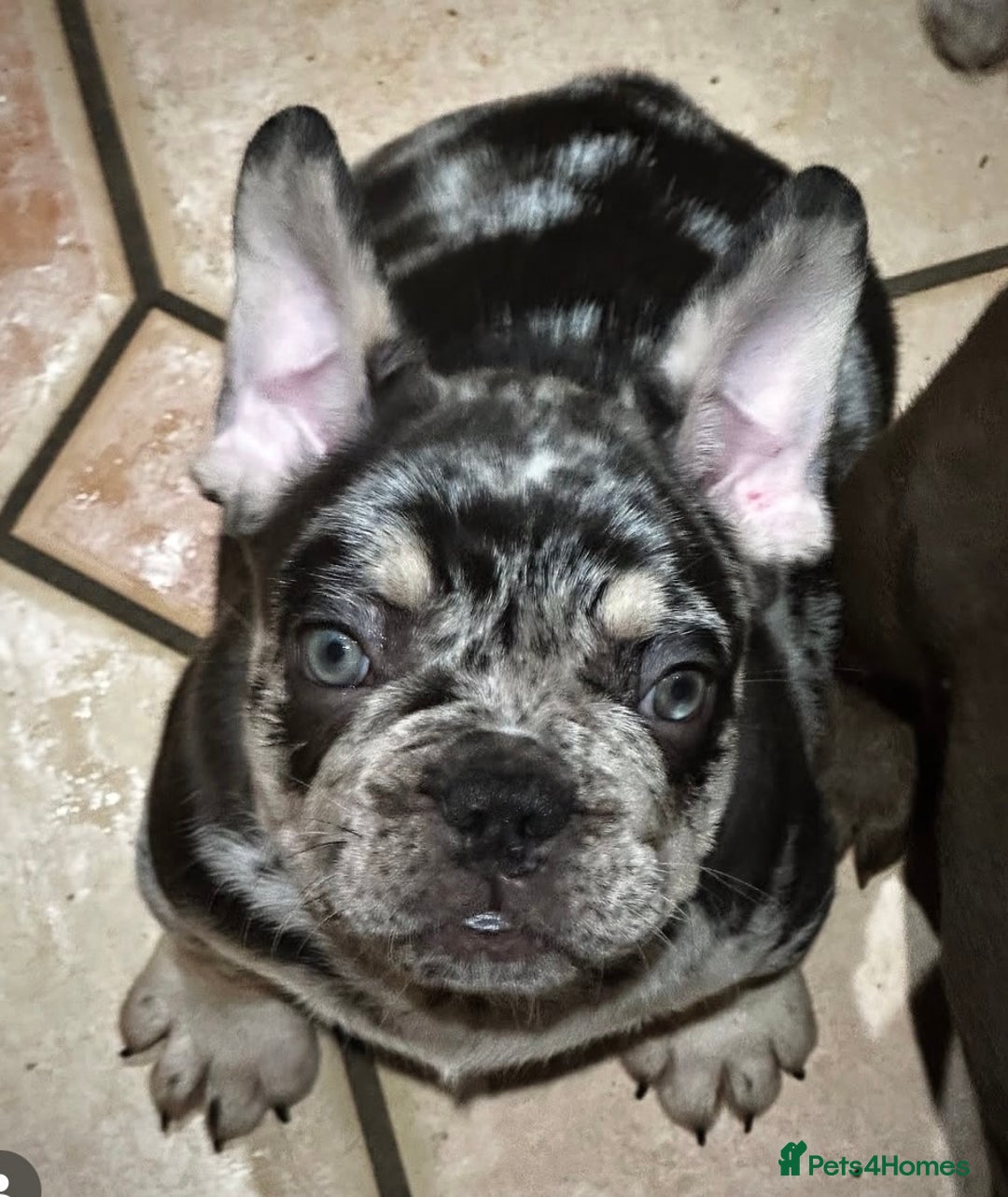 French Bulldog dogs for sale: Ready now-  Well bred, beautiful temperament pups - Advert 17