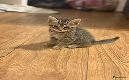 Bengal cats for sale: Kittens - Image 4