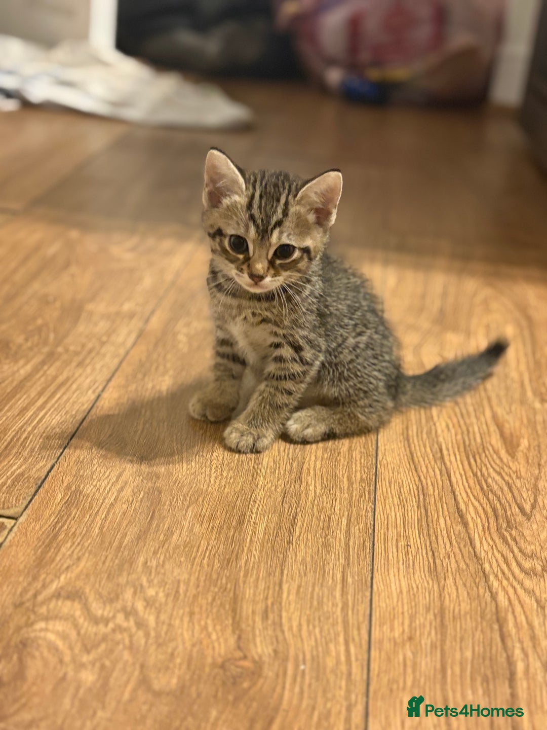 Bengal cats for sale: Kittens - Image 4