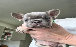 French Bulldog dogs for sale: French bulldog (fluffy) - Image 7