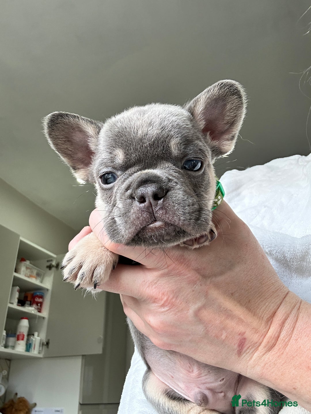 French Bulldog dogs for sale: French bulldog (fluffy) - Image 7