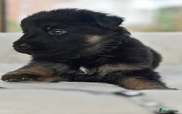 German Shepherd dogs for sale: 5 Generation KC - straight backed GSD puppies  - Image 12