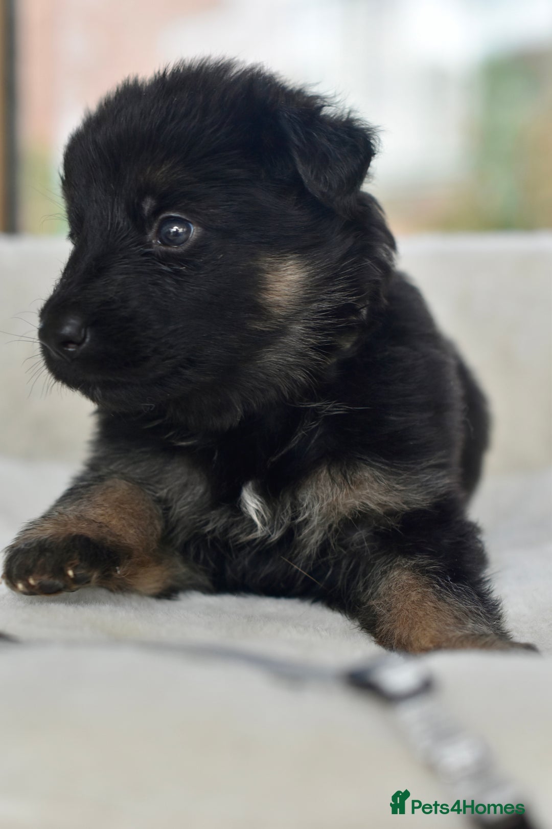 German Shepherd dogs for sale: 5 Generation KC - straight backed GSD puppies  - Image 12