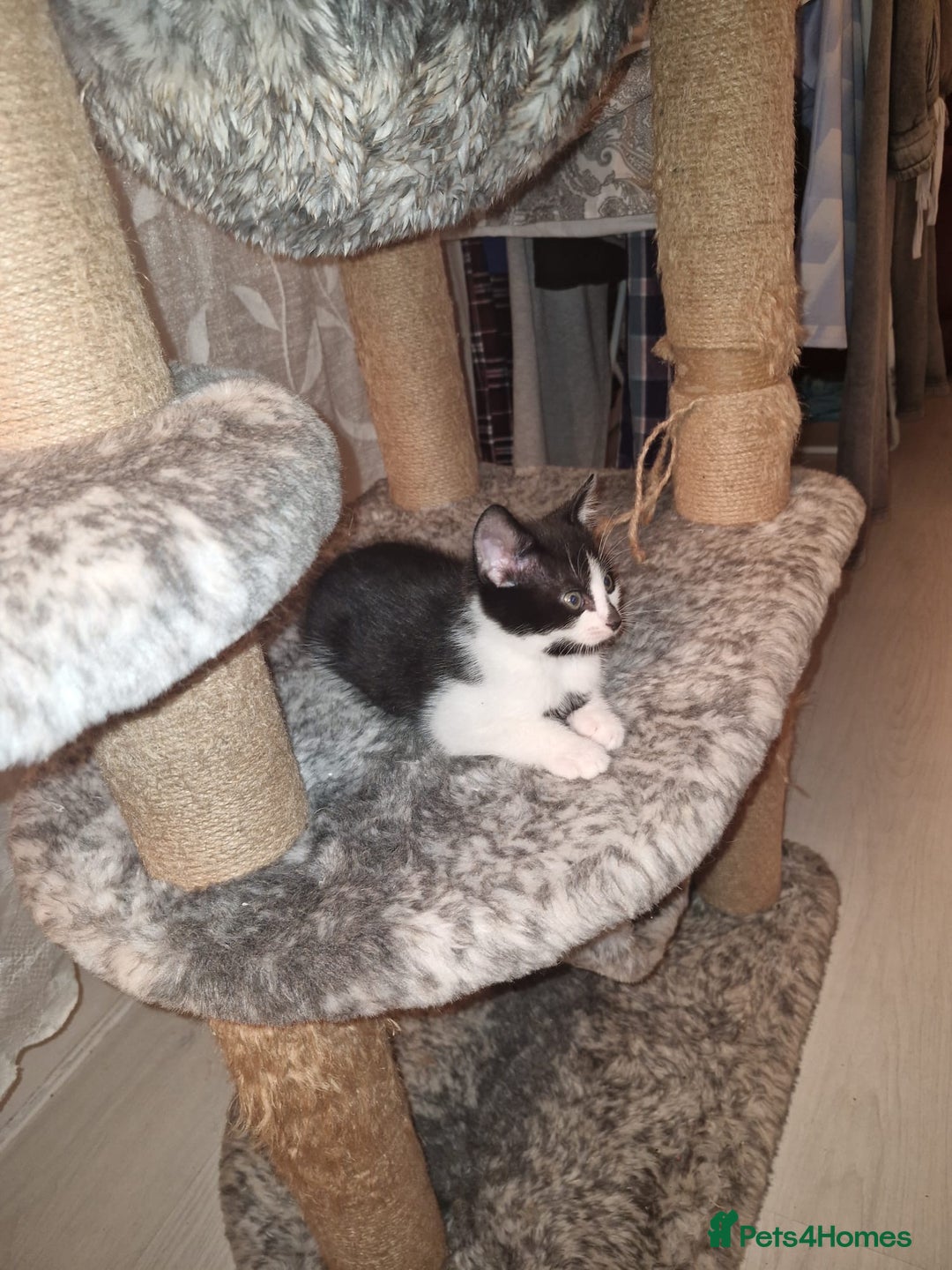 Mixed Breed cats for sale: Kittens for sale - Advert 8