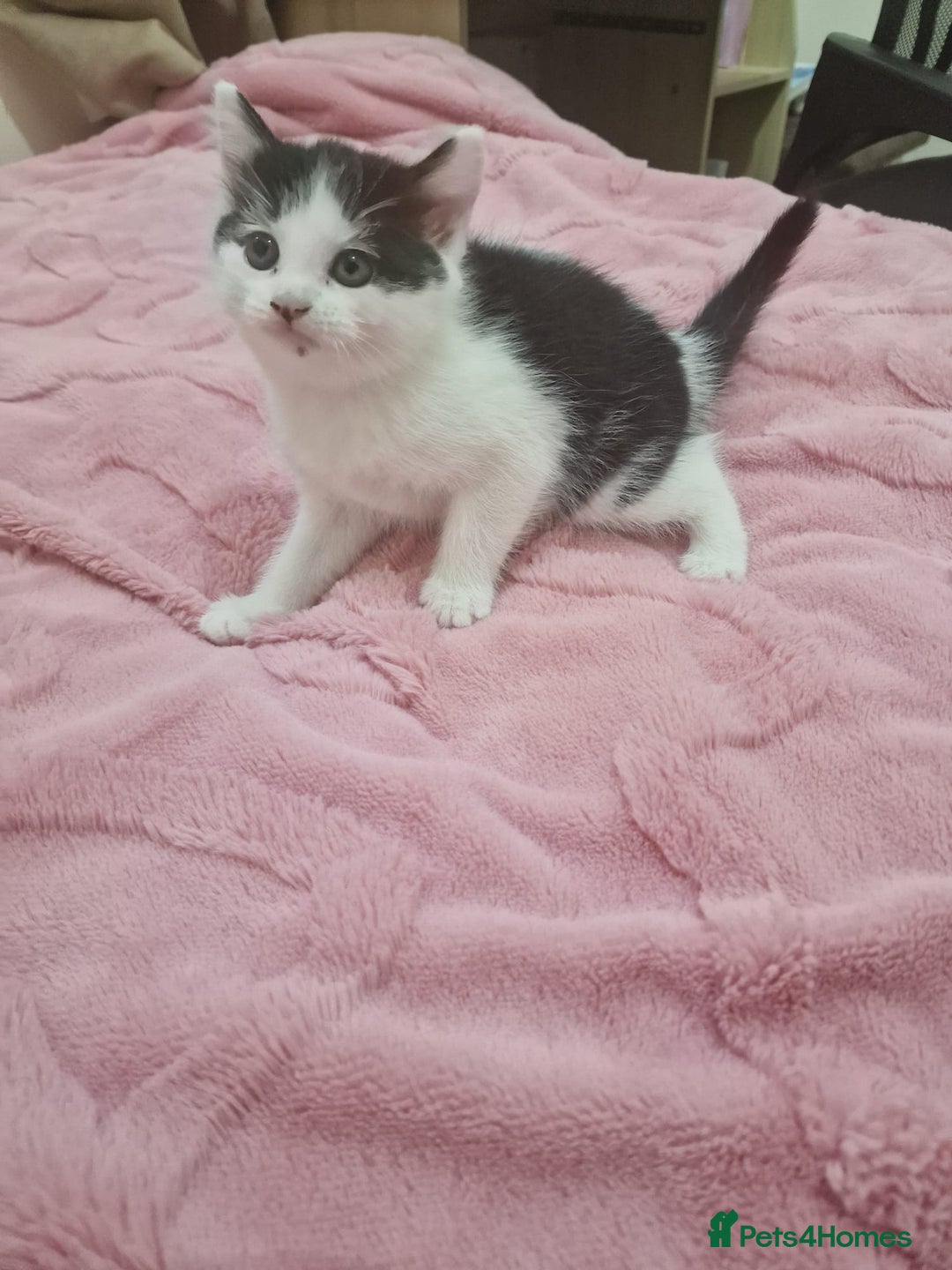 Mixed Breed cats for sale: 🐾 Adorable Kittens Looking for Loving Homes 💕 - Image 13