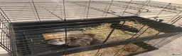Guinea Pig rodents for sale: 4 x Guinea Pigs & Cage - Advert 3