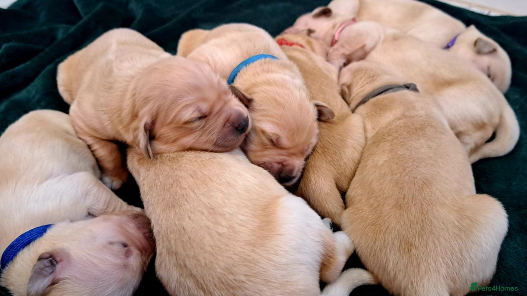 Golden Retriever dogs for sale: Golden Retriever Puppies Looking for Loving Homes  - Advert 3