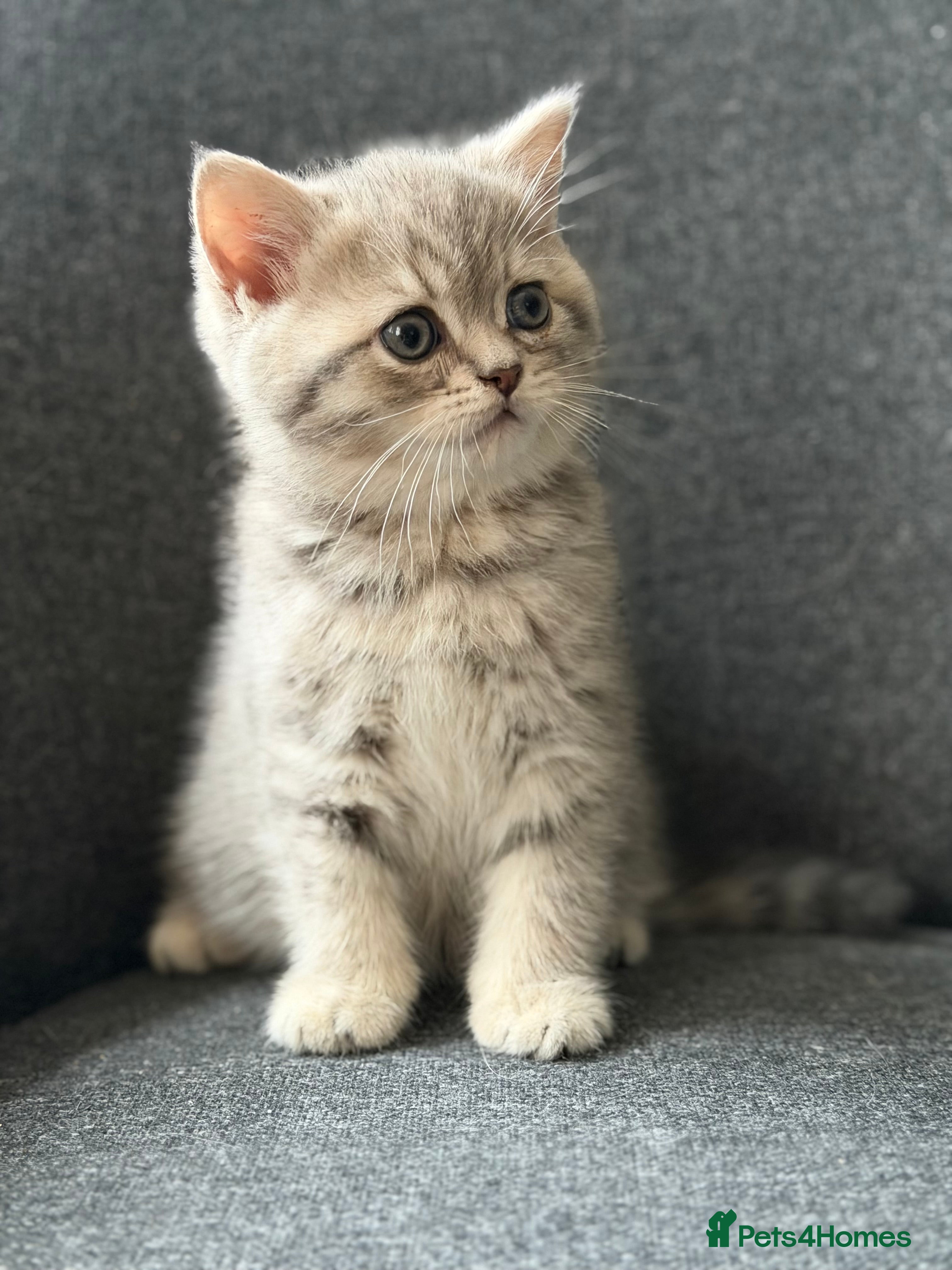 British Shorthair cats Adorable BSH/BLH kittens  - Advert 5