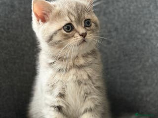 British Shorthair cats Adorable BSH/BLH kittens - Advert 14
