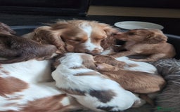 Cocker Spaniel dogs for sale: Beautiful cocker spaniel pups  - Image 12