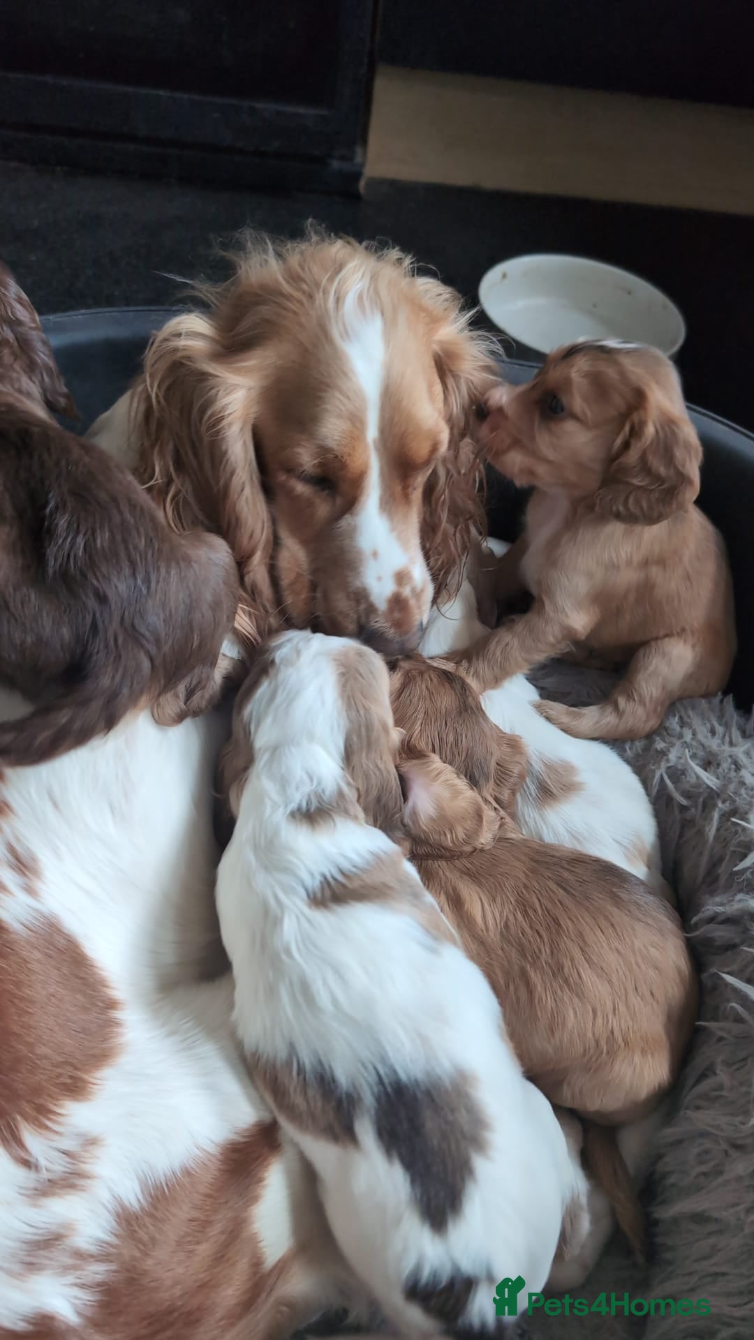 Cocker Spaniel dogs for sale: Beautiful cocker spaniel pups  - Image 12