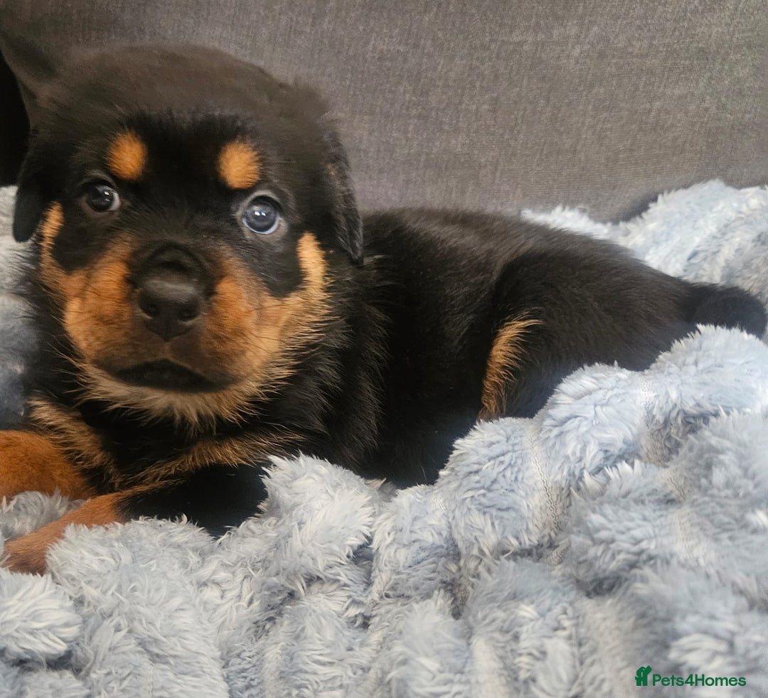 Rottweiler dogs for sale: Beautiful rottweiler puppies - Image 12