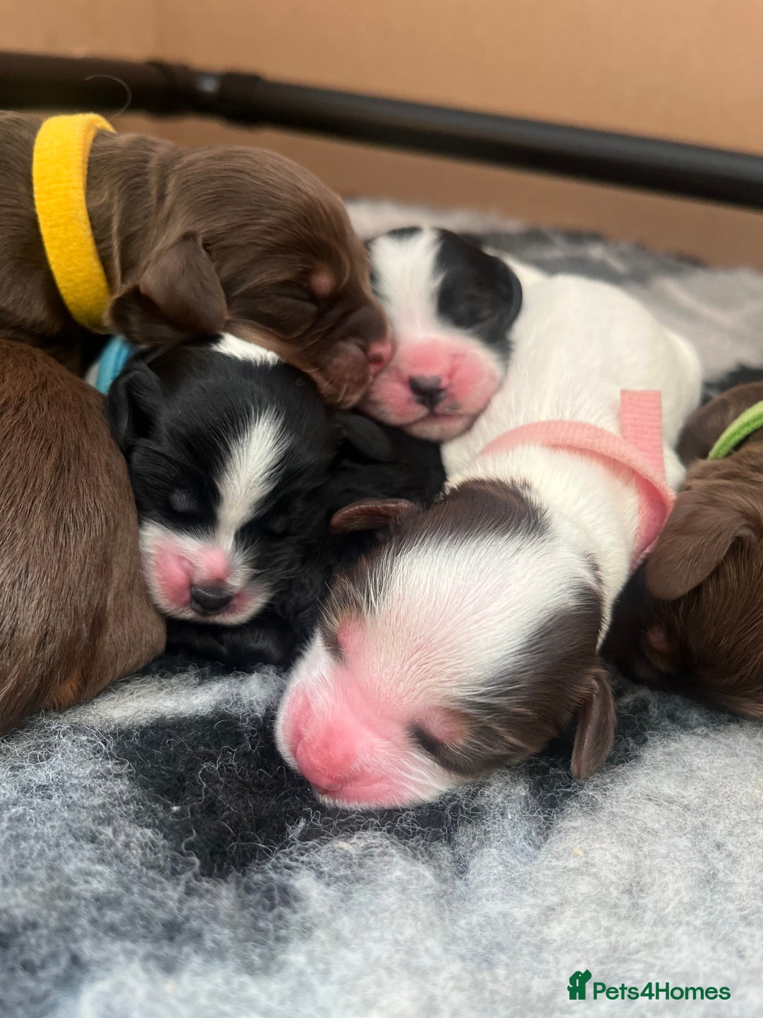 Cockapoo dogs for sale: Stunning litter of f1b cockapoo puppies  - Image 17