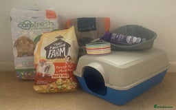 Rat rodents for sale: Baby dwarf rats  - Image 13