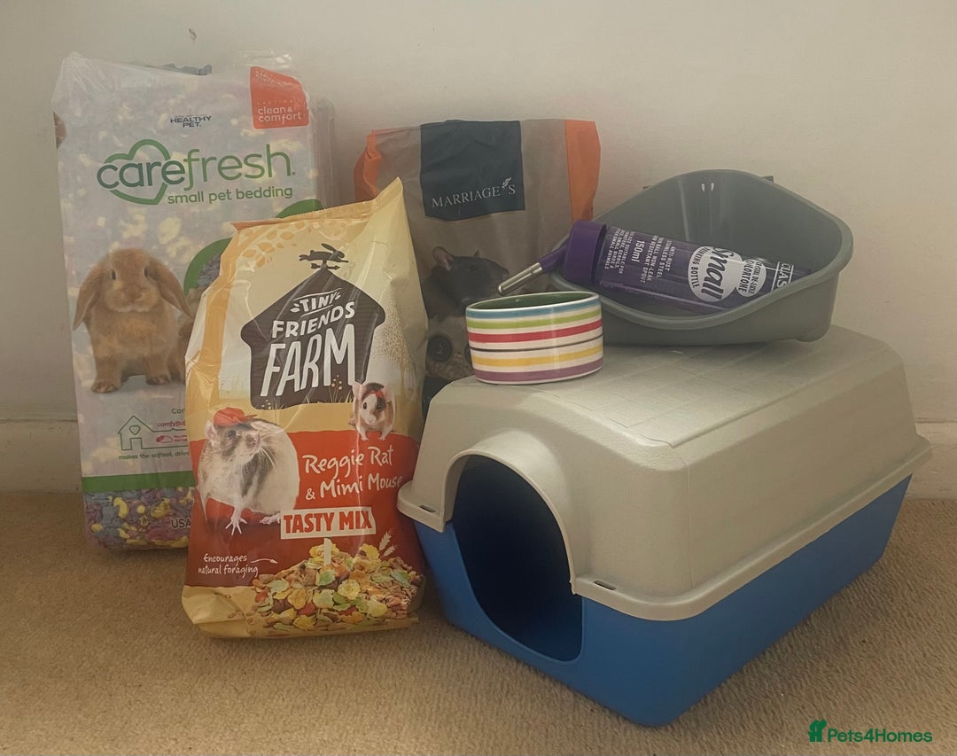 Rat rodents for sale: Baby dwarf rats  - Image 13