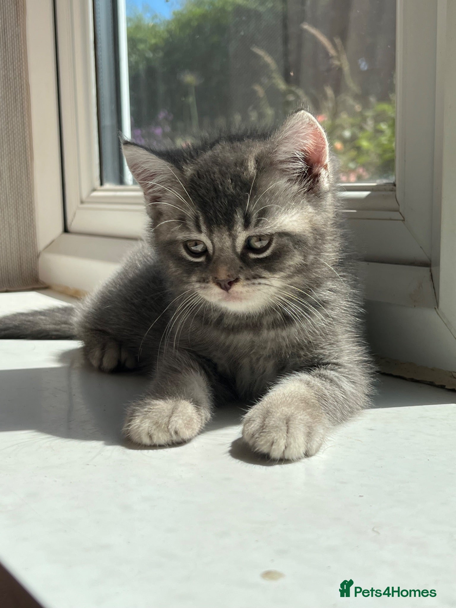 British Shorthair cats Ready now British shorthair kittens - Advert 2