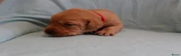 Labrador Retriever dogs for sale: 7 red fox Labrador puppies  in Leicester - Advert 17