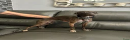 Italian Greyhound dogs for sale: ✨ KC Registered Italian Greyhound puppies ✨ - Advert 15