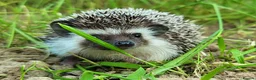 Pygmy Hedgehog rodents for sale: African Pygmy Hedgehog Hoglets - Advert 7