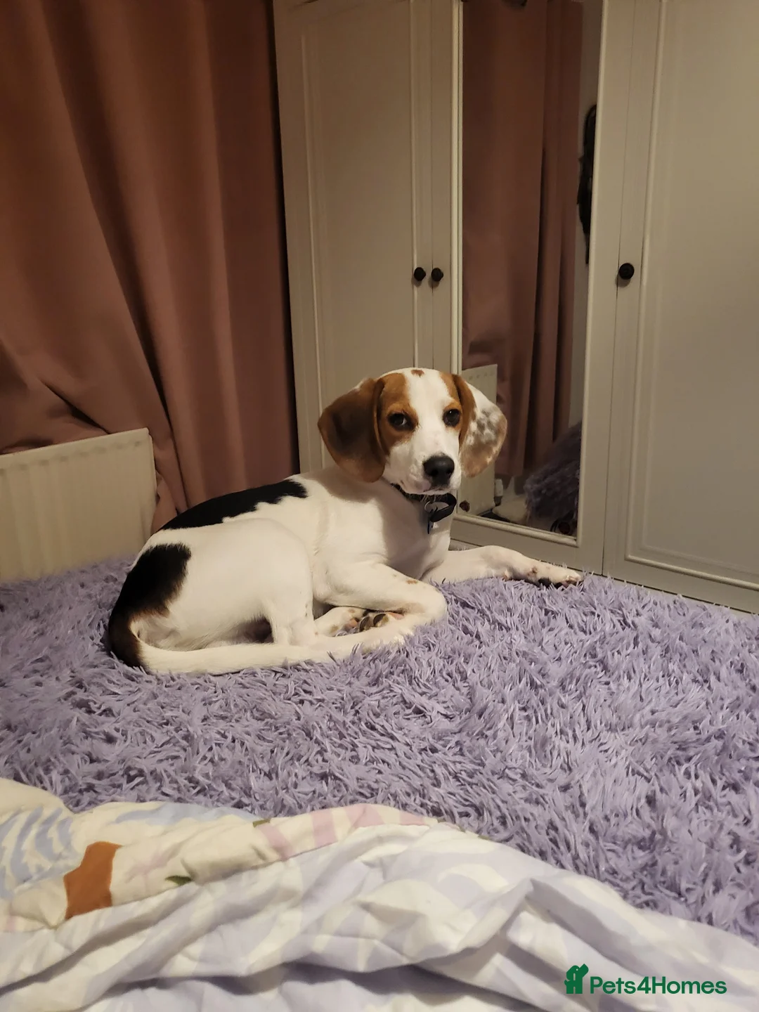 Beagle dogs for sale: Beagle boy 6 months old - Advert 3