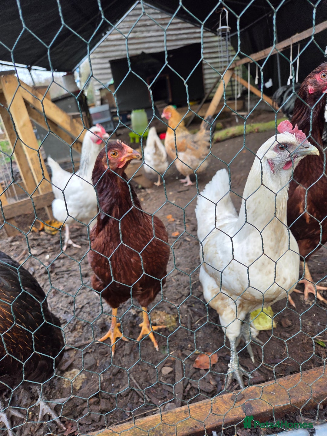 Chickens poultry for sale: Rhode Island Red POL - Advert 6