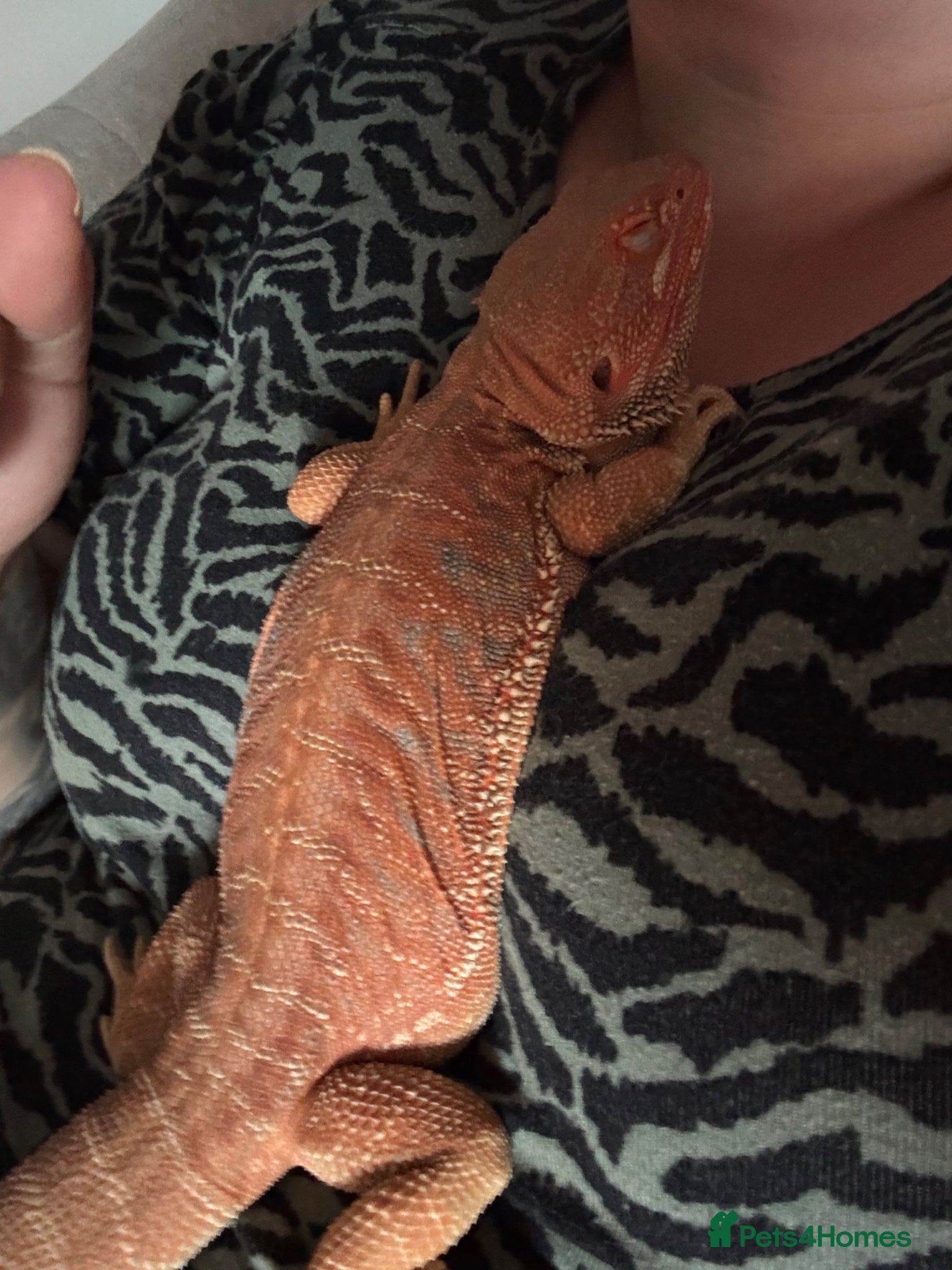 Bearded Dragon reptiles for sale: Friendly 8 Month Old Bearded Dragon - Full Setup - Advert 2