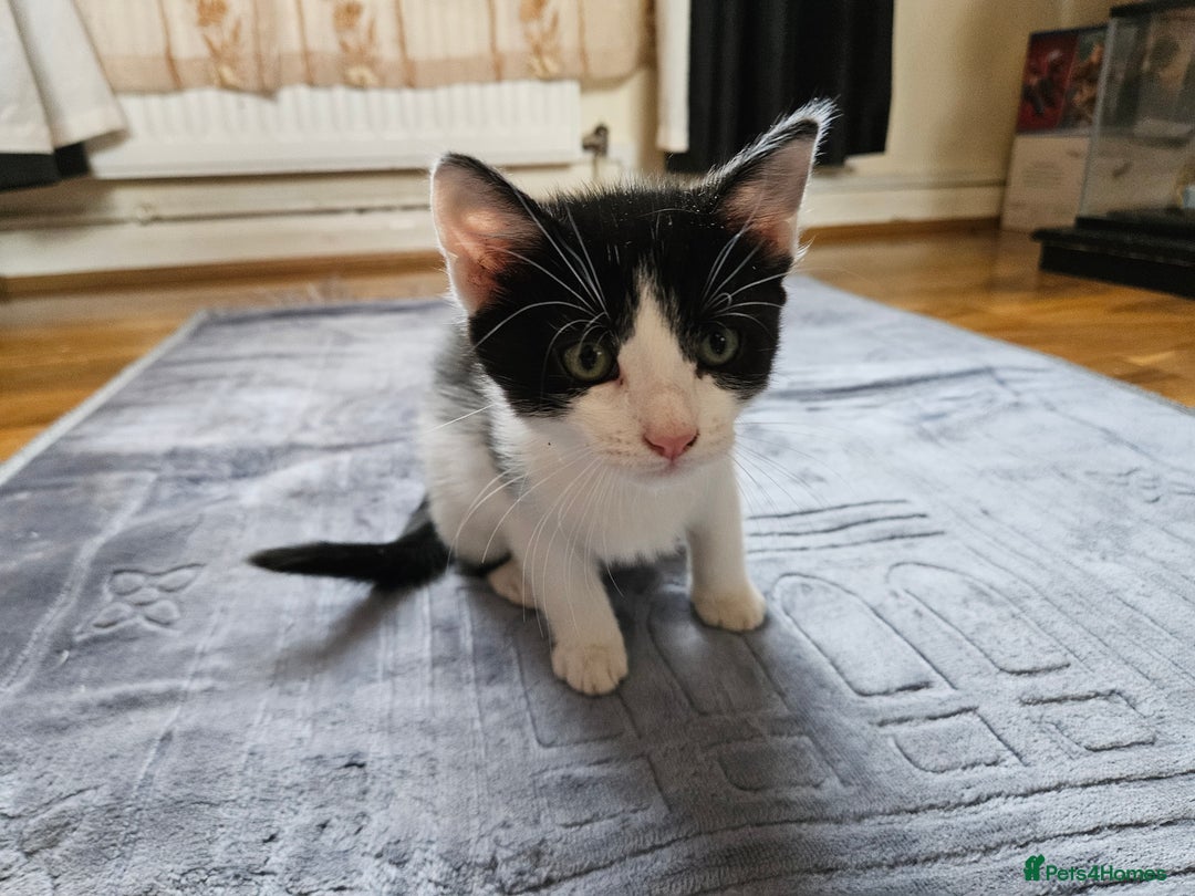 British Shorthair cats for sale: Kittens in Northampton - Image 22