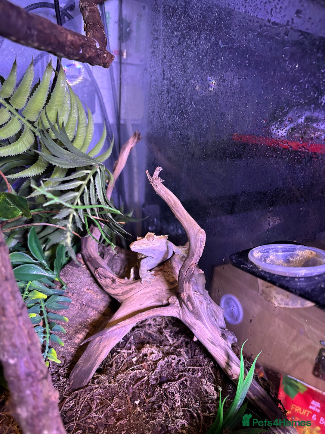 Gecko reptiles for sale: Male crested Gecko and full set up  - Advert 8