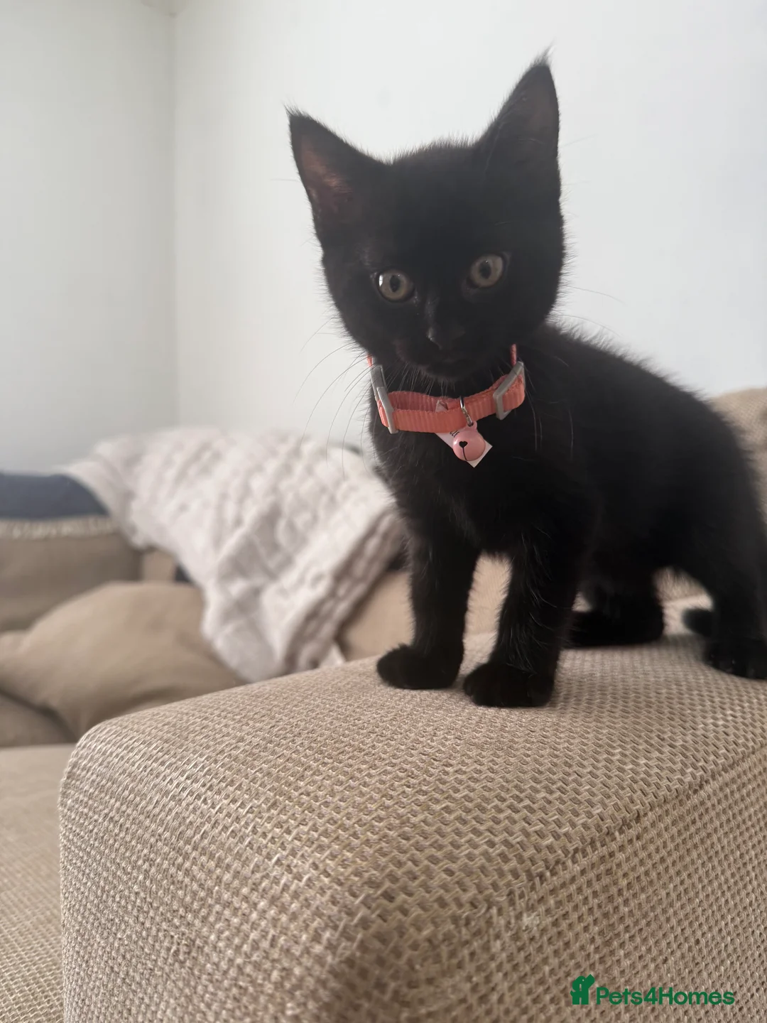 Bombay cats for sale: 1 FEMALE  - Advert 3