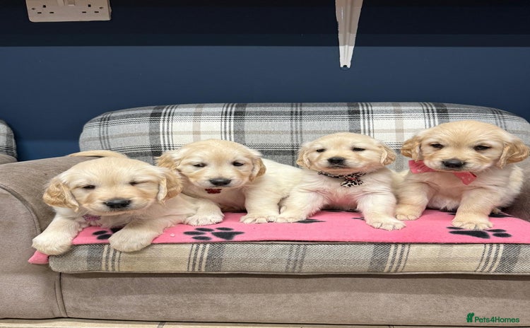 Golden Retriever dogs 🐶 Gorgeous Chunky Golden Retriever Puppies 🐶 - Advert 1