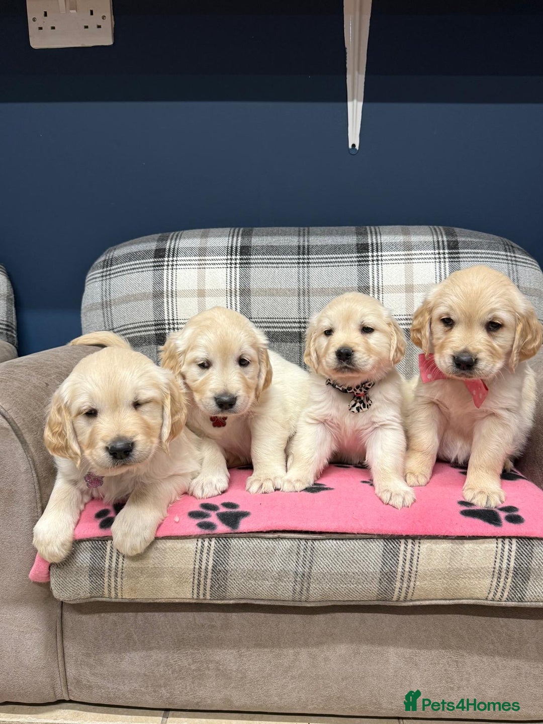 Golden Retriever dogs for sale: 🐶 Gorgeous Chunky Golden Retriever Puppies 🐶 - Advert 1