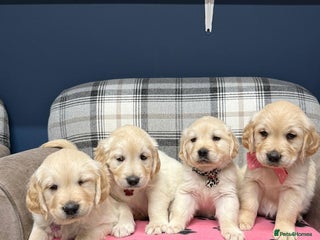 Golden Retriever dogs 🐶 Gorgeous Chunky Golden Retriever Puppies 🐶 - Advert 1