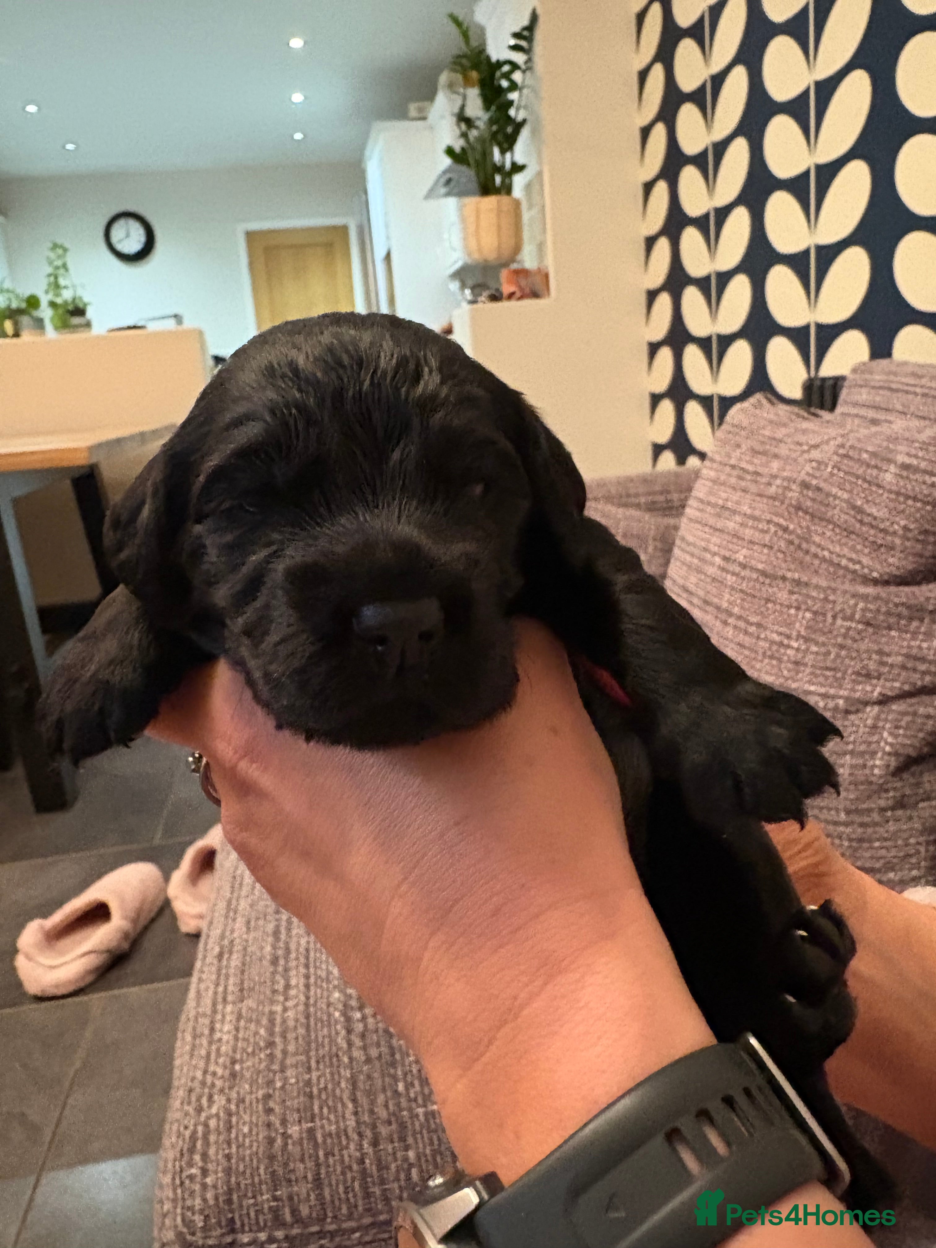 Cocker Spaniel dogs Working Cocker Spaniel Pups - Advert 1