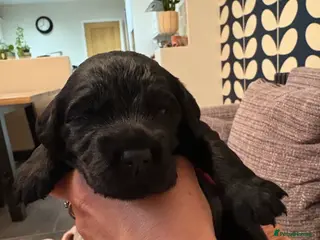 Cocker Spaniel dogs Working Cocker Spaniel Pups - Advert 1