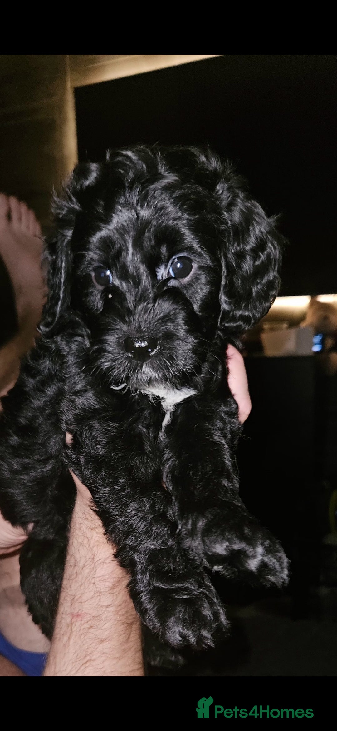 Mixed Breed dogs for sale: Last 2 pups for sale  - Image 2