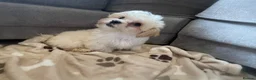 Maltipoo dogs for sale: 🐾 toy maltipoo puppy’s 🐾 - Advert 4
