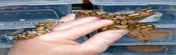 Python Snake reptiles for sale: Mayalan Python Motley Tiger  - Advert 6