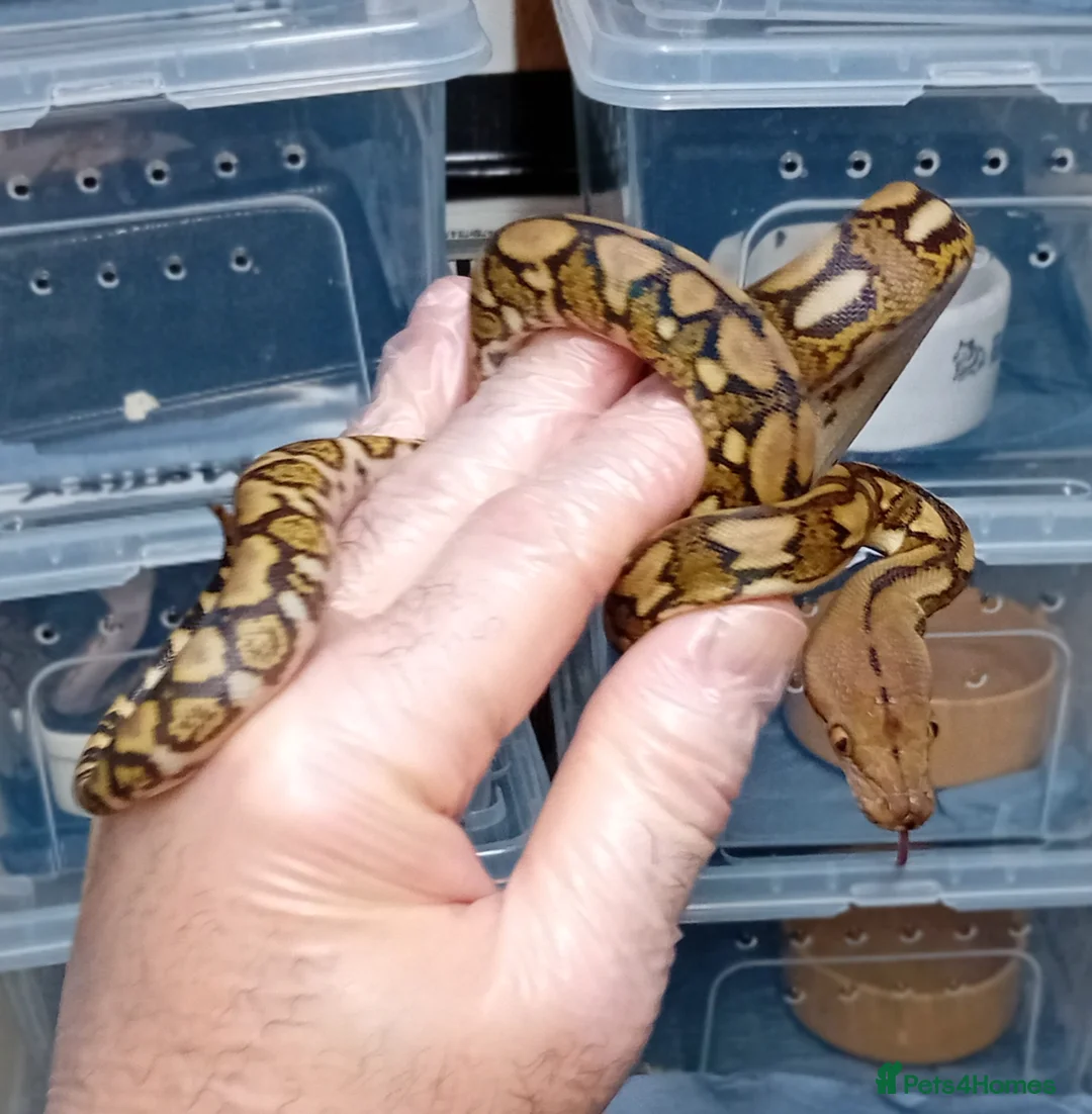 Python Snake reptiles for sale: Mayalan Python Motley Tiger  - Advert 6