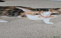 Mixed Breed cats for sale: Heart-Marked & Beautiful Kittens Ready - Image 23
