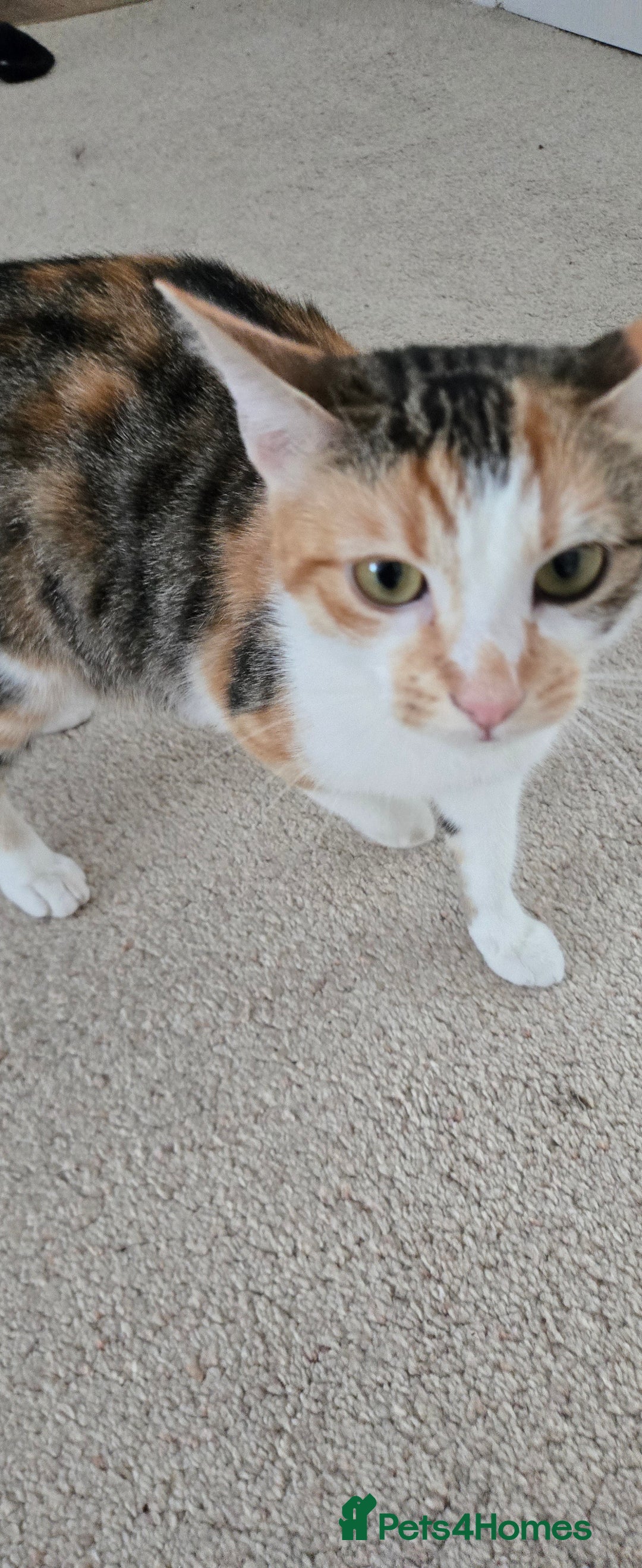 Mixed Breed cats for sale: Heart-Marked & Beautiful Kittens Ready - Image 23