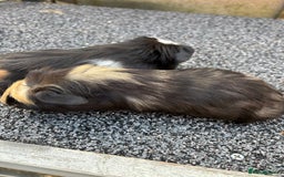 Guinea Pig rodents for sale: Two baby boy guinea pigs looking for a new home  - Image 10