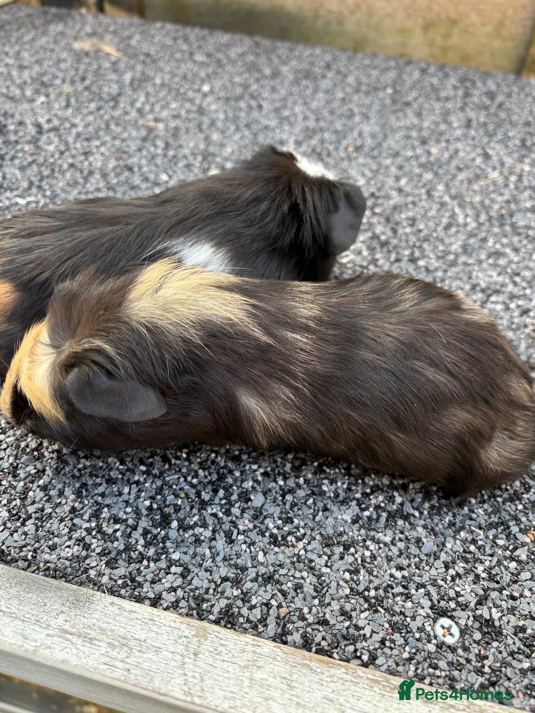 Guinea Pig rodents for sale: Two baby boy guinea pigs looking for a new home  - Image 10