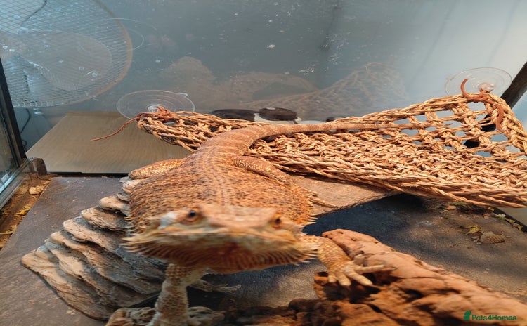 Bearded Dragon reptiles - Advert 1