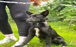 Mixed Breed dogs for adoption: ❤️Sandra, 7(8) month-old lower-medium girl ❤️ - Advert 2