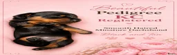 Miniature Dachshund dogs for sale: 🩷Pedigree KC Registered Miniature Dachshunds🩷 - Advert 7