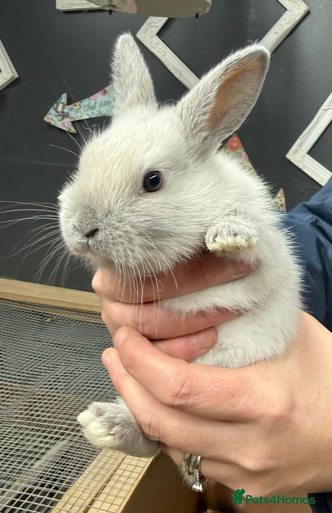 Rex rabbits for sale: 3 gorgeous babies bunny’s  - Advert 5