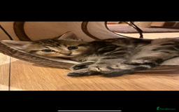 Mixed Breed cats for sale: Adorable Kittens Looking for Their Forever Homes - Advert 5