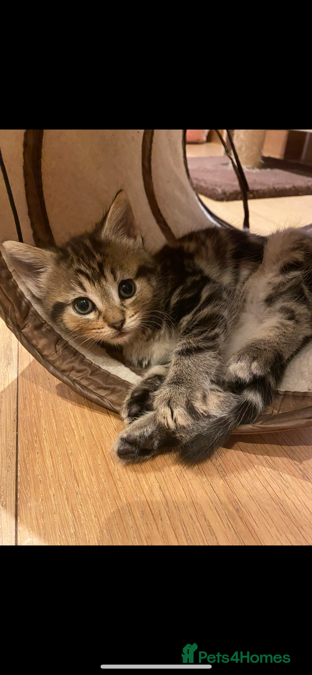 Mixed Breed cats for sale: Adorable Kittens Looking for Their Forever Homes - Advert 5